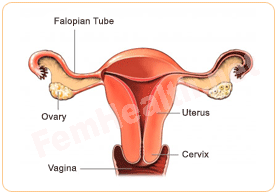 Ovarian failure decreases the less risk of developing Breast Cancer