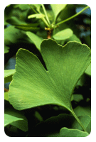 herbs for menopause ginkgo