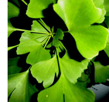 herbs for menopause ginkgo