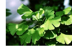 herbs for menopause ginkgo