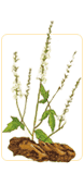 herbs for menopause
