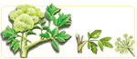 herbs for menopause
