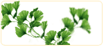 herbs for menopause