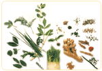 Phytoestrogenic herbs