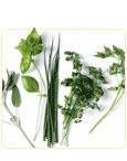 non estrogenic herbs