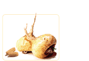 maca fem root