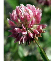 herbs for menopause red clover