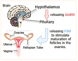 premenopause information