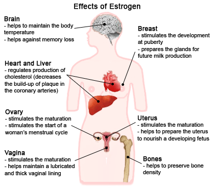 What are the side effects of estrogen?