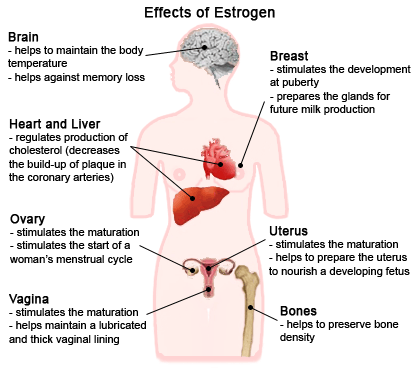 What effect does testosterone have on the male body