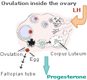 what is progesterone